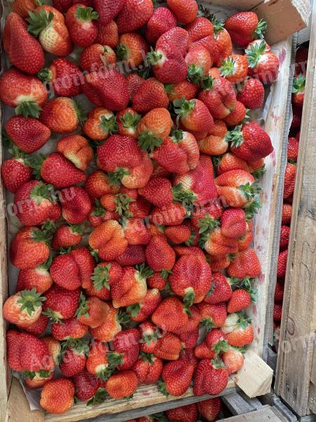 Free range strawberries
