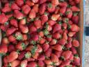 Free range strawberries