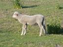 1 ram lamb for sale