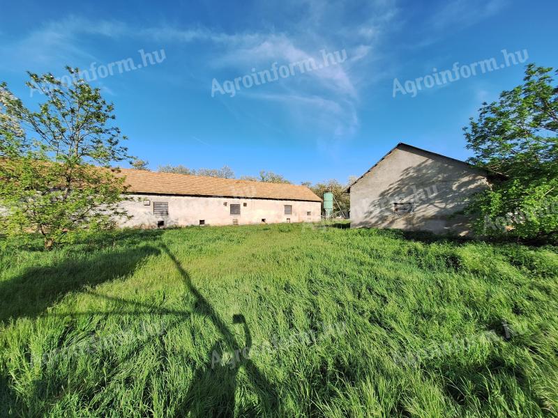 Schweinefarm zum Verkauf 1.000.000 HUF Belohnung