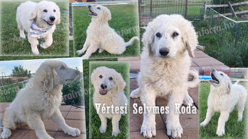 Törzskönyves kuvasz kiskutyák Vértesi Selymes Kennel