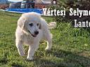 Törzskönyves kuvasz kiskutyák Vértesi Selymes Kennel