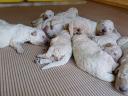 Törzskönyves kuvasz kiskutyák Vértesi Selymes Kennel