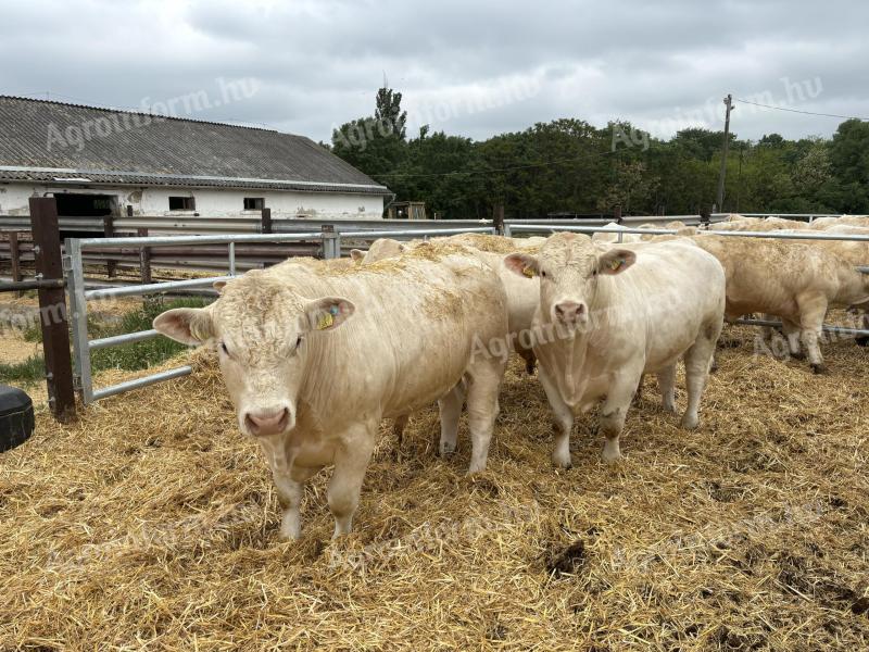 Chovné býky plemena Charolais