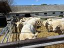 Charolais breeding bulls