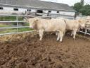 Charolais breeding bulls