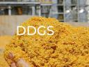 Kukuřičný DDGS