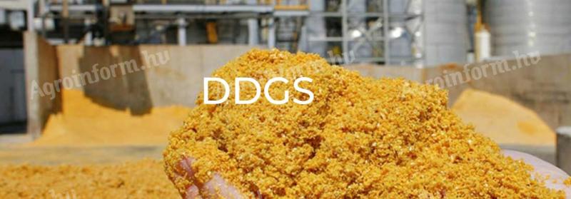 DDGS z kukurydzy