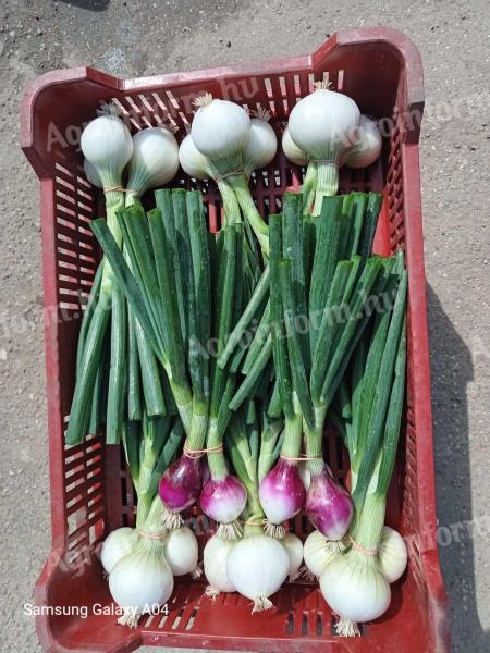 Onions for sale.