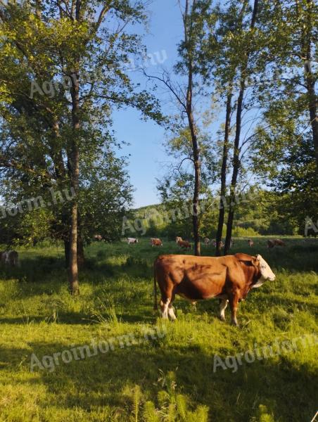 Rodowodowy buhaj hodowlany, zarejestrowany, podwójnego przeznaczenia