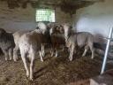 Hungarian Merino yearling rams for sale (A/K)
