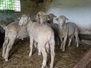 Hungarian Merino yearling rams for sale (A/K)