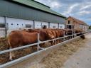 Limousin-Zuchtbullen zu verkaufen