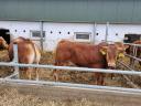 Limousin breeding bulls for sale