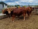 Limousin-Zuchtbullen zu verkaufen