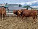 Prodaju se rasplodni bikovi Limousin