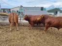 Limousin breeding bulls for sale