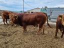 Prodaju se rasplodni bikovi Limousin