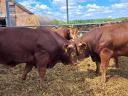 Buhaje hodowlane Limousin na sprzedaż