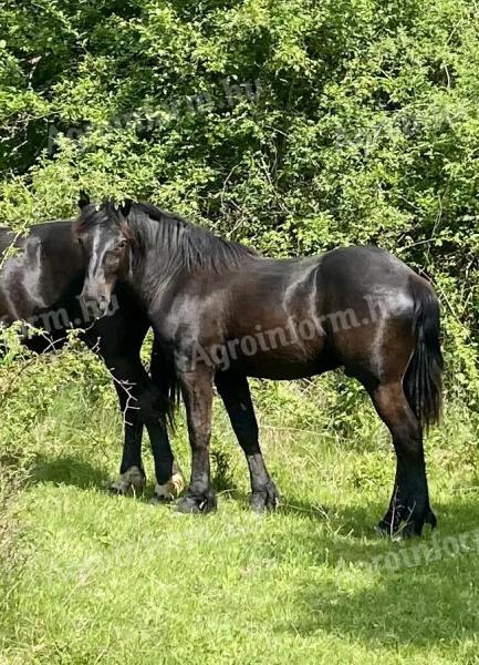 Pferd, Fohlen, Hengst zu verkaufen