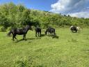 Prodajem konja, ždrebeta, pastuha