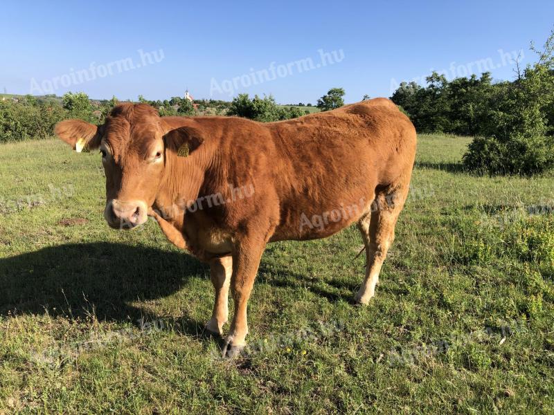Limousine heifer, cow