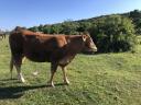 Limousine heifer, cow