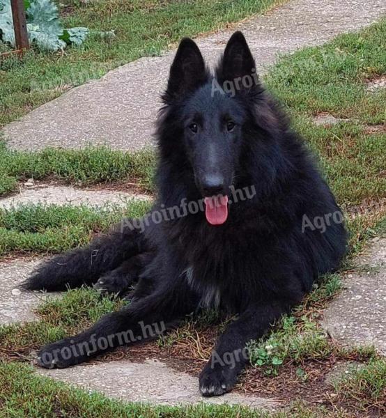 Groenendael (černý belgický ovčák) pes, k odběru od chovatele