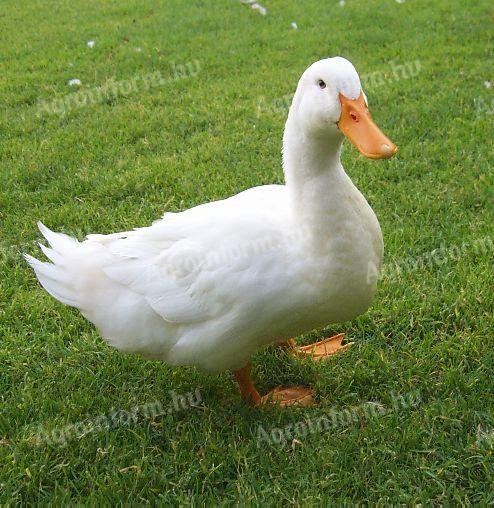 Напос Хортобаги Бела патка на продају у Дебрецину