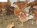 Предгађена пилетина двоструке намене Ред Мастер расе на продају у Дебрецину.