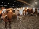 I am looking for pregnant and virgin heifers of Magyartarka (Simmental) in large quantities