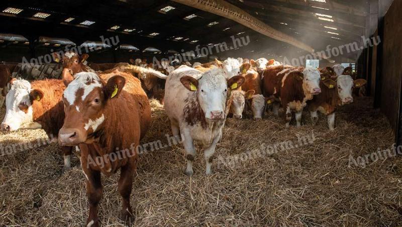 I am looking for pregnant and virgin heifers of Magyartarka (Simmental) in large quantities