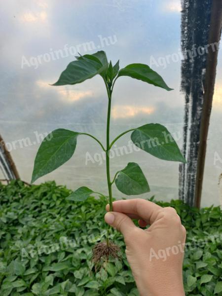 Capsicum seedlings for sale.