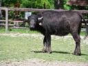 Domestic buffalo bull for sale
