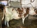 Vacă junincă maghiară gestantă și răcitor de lapte de vânzare