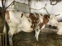 Pregnant Hungarian heifer cow and milk cooler for sale
