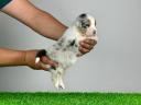 Rodokmeň austrálskeho ovčiaka - Ovčiarsky pes