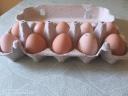 Gigantska jajca gvinejskih kokoši za valjenje ali uživanje