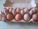 Gigantska jajca gvinejskih kokoši za valjenje ali uživanje