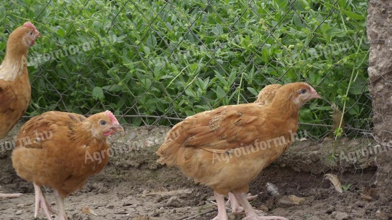 Vaccinated red and yellow chickens for sale.