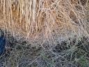 Meadow hay for sale.