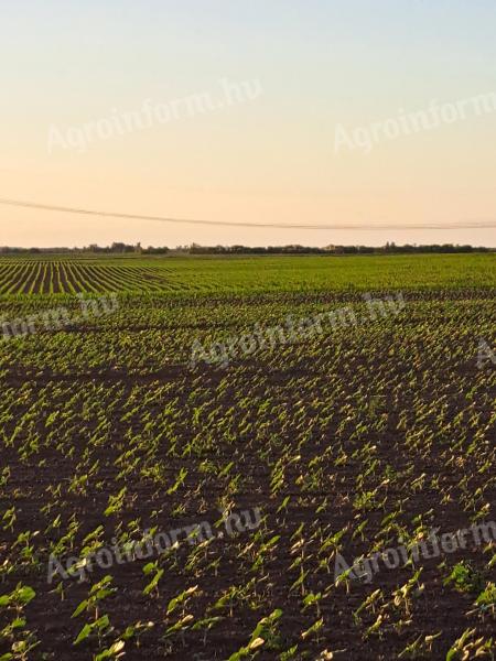 Prenajímateľná orná pôda v okrese Jász-Nagykun-Szolnok, vrátane farmy hospodárskych zvierat na požiadanie