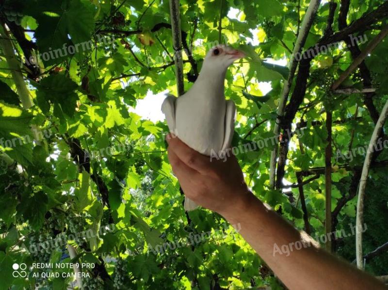 White dove flight