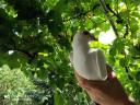 White dove flight