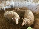 6 Merino sheep and lamb