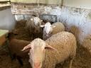 6 Merino sheep and lamb