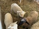 6 Merino ovce in jagnjeta