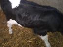 HF heifer calf