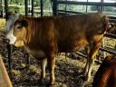 Hungarian heifer calf in Limousin