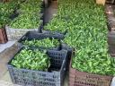 For sale rainy apple pepper seedlings, about 12 000 pieces.
